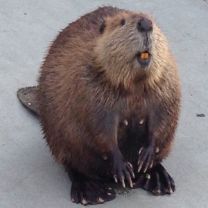 Episode 139: Beaver Retrievers