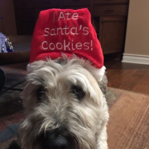 Keep Your Pet Safe this Holiday Season