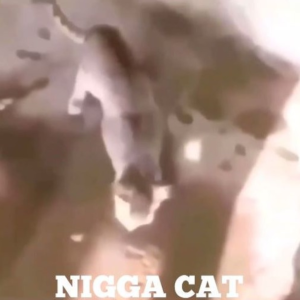 50 Cent Nigga Cat