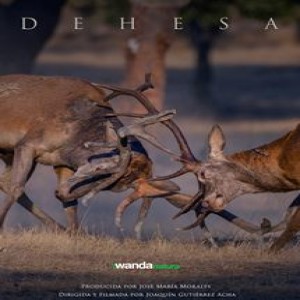 @2019~>Ver  Dehesa, el bosque del lince ibérico (2019) Online Español Latino Completa Gratis
