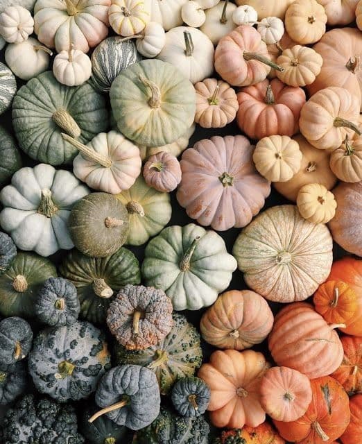 Autumnal Abundance
