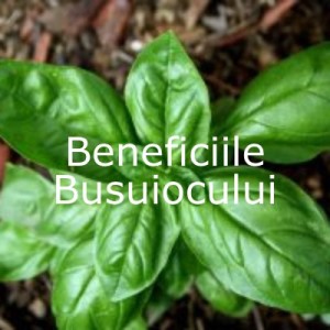 Beneficiile Busuiocului