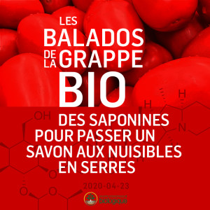 Les saponines pour passer un savon aux nuisibles en serre [24:13]