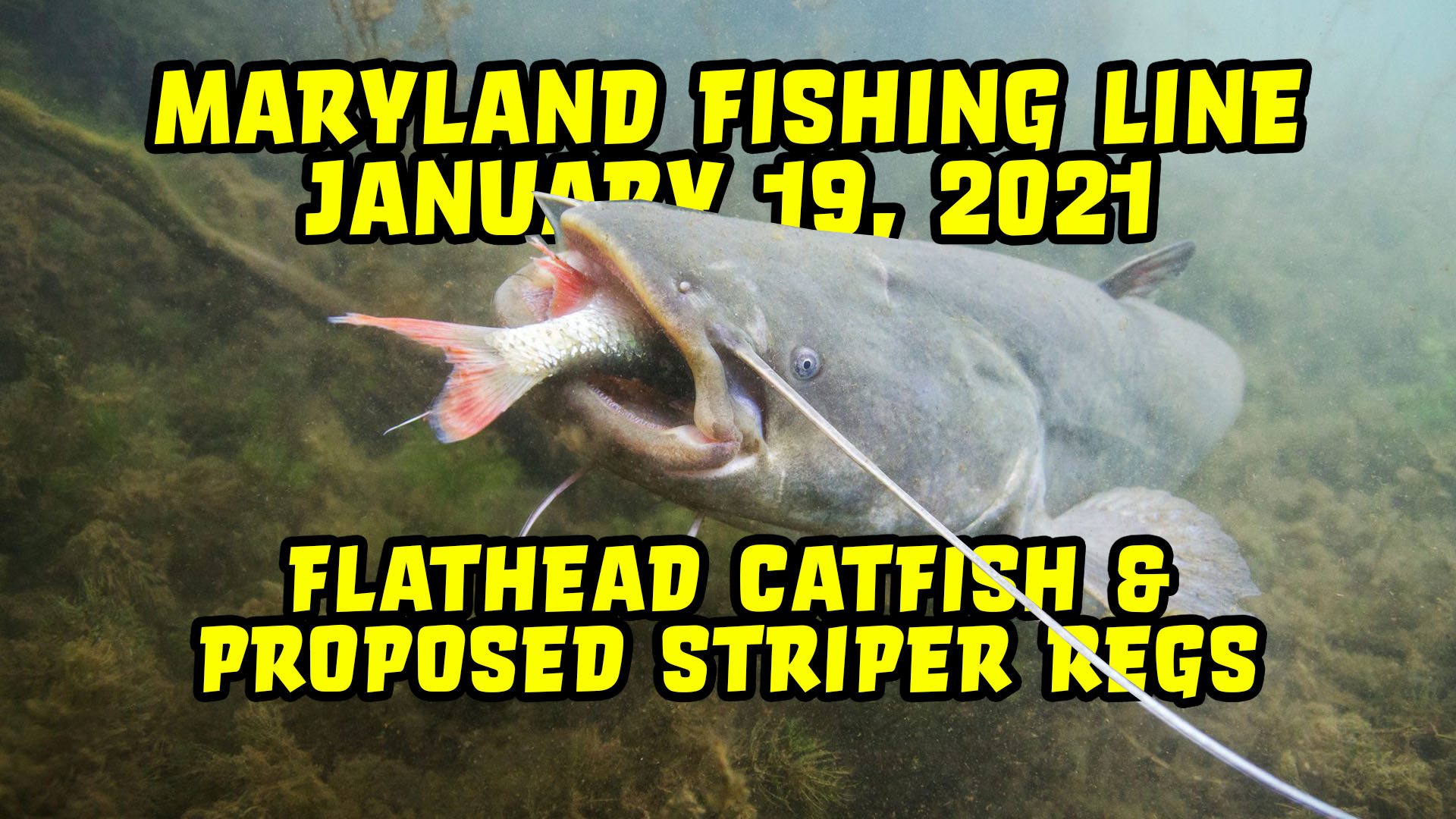 Maryland Fishing Line - Production of Chesapeake Angler Magazine