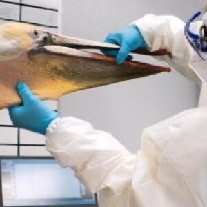 Avian influenza crisis tests veterinarians' resolve