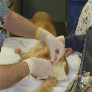 Calif. bill would allow veterinary technicians to neuter cats