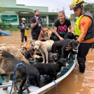 In wake of Brazil's floods, veterinarians put much on the line