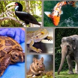 New exotic pet medicine group rattles establishment