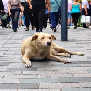 Turkish veterinarians decry 'unconscionable' stray dog law