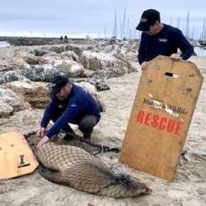 Veterinarians strive to save sea lions from toxic algae