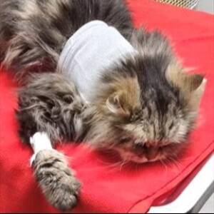 Cat poisoning in UK highlights danger of fake flea controls