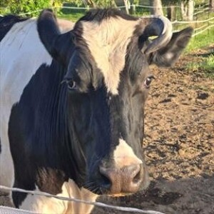 For dairy veterinarians, is bird flu a work hazard?