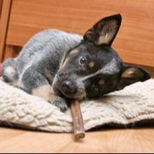 Chewing the fat on dog chews