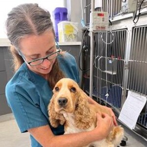 Veterinarian's creativity helps ease IV fluid drought