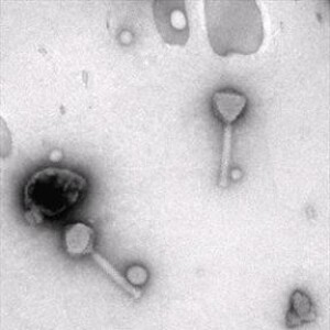 Phages, as alternatives to antibiotics, edge into veterinary realm