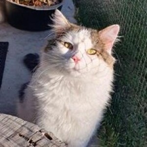 First drug OK'd for most common heart condition in cats