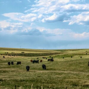 Federal incentive for food animal veterinarians paused