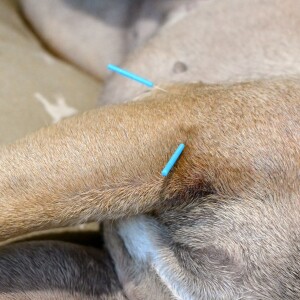 Acupuncture, embryo transfer practitioners seek recognition