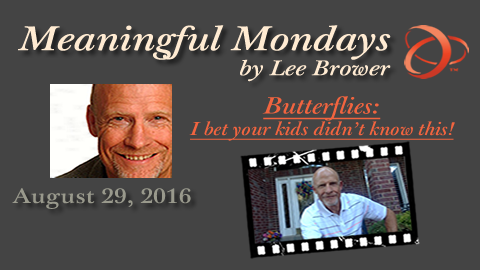 I bet your kids didn't know this about butterflies!