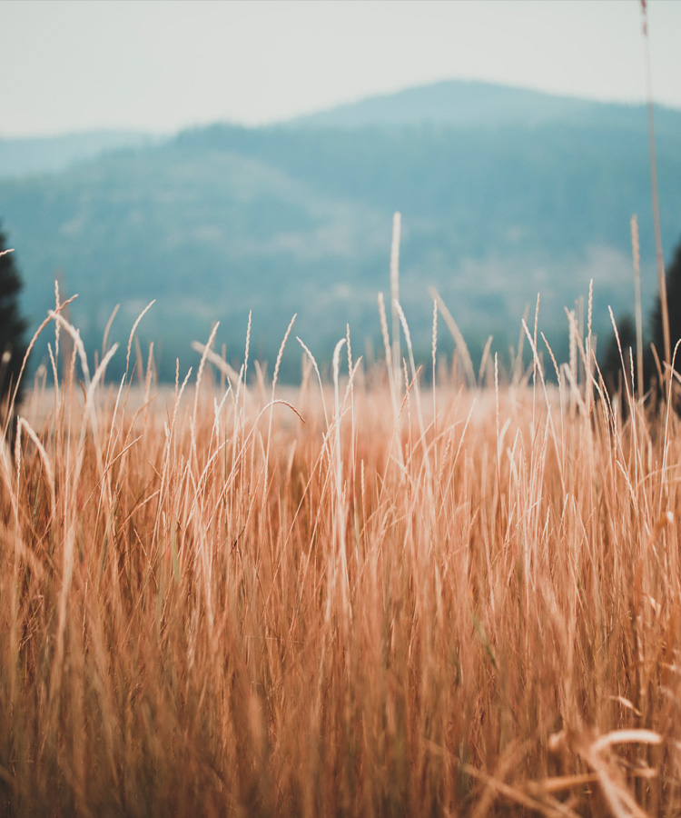 THE CASE FOR GRACE