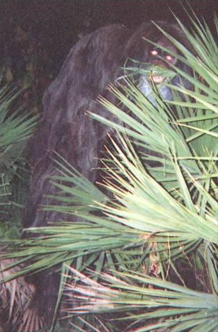 Episode 38: In the Swamp of the Skunk Ape