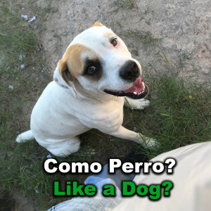 Como Perro?/ Like a Dog?