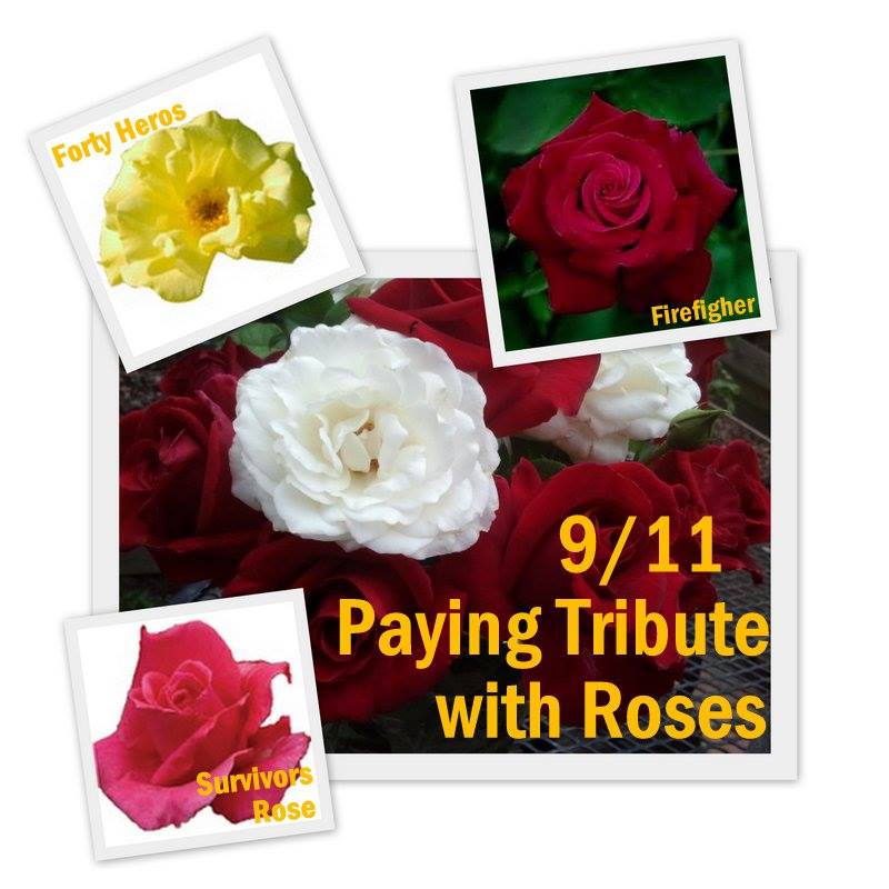 Paying Tribute to 9/11 With Roses - Best Of Rose Chat