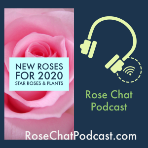 New Roses for 2020 - Star Roses & Plants