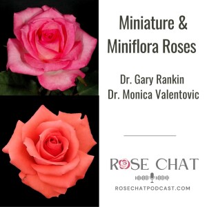 Miniature and Miniflora Roses