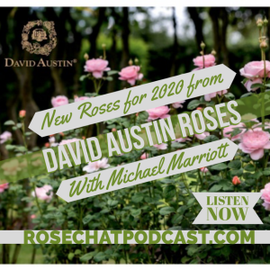 New Roses for 2020 | David Austin English Roses | Michael Marriott