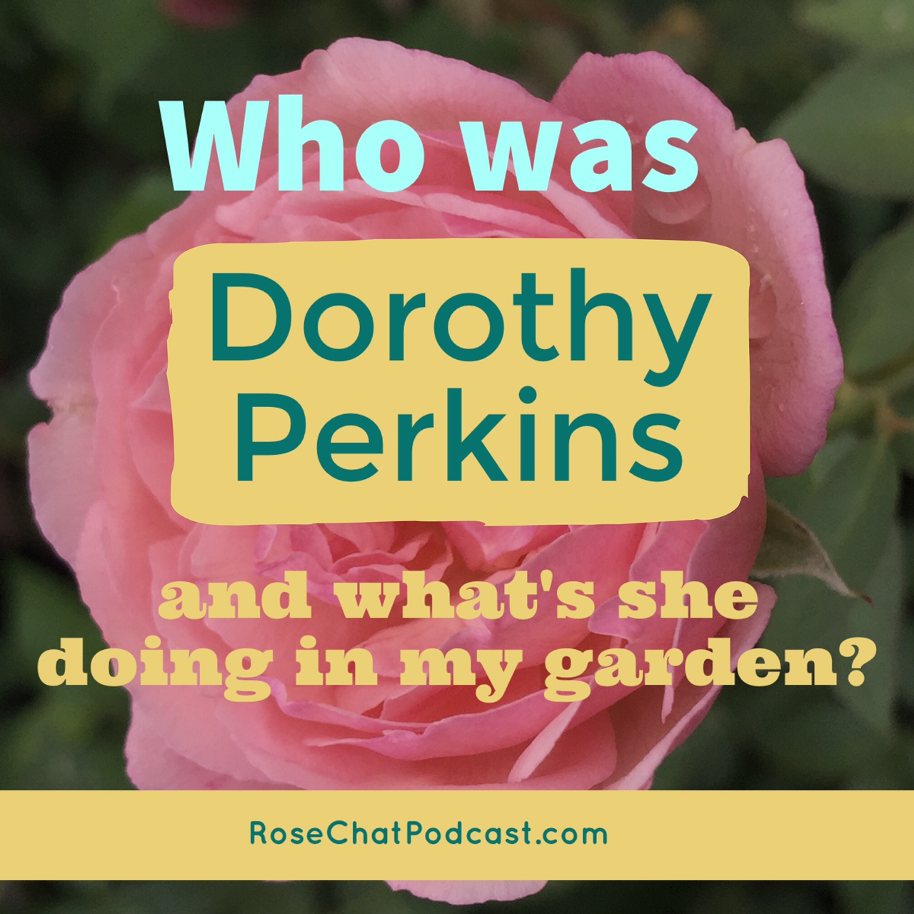 Who Was Dorothy Perkins? | Voices From The Garden | Dawn Pettinelli