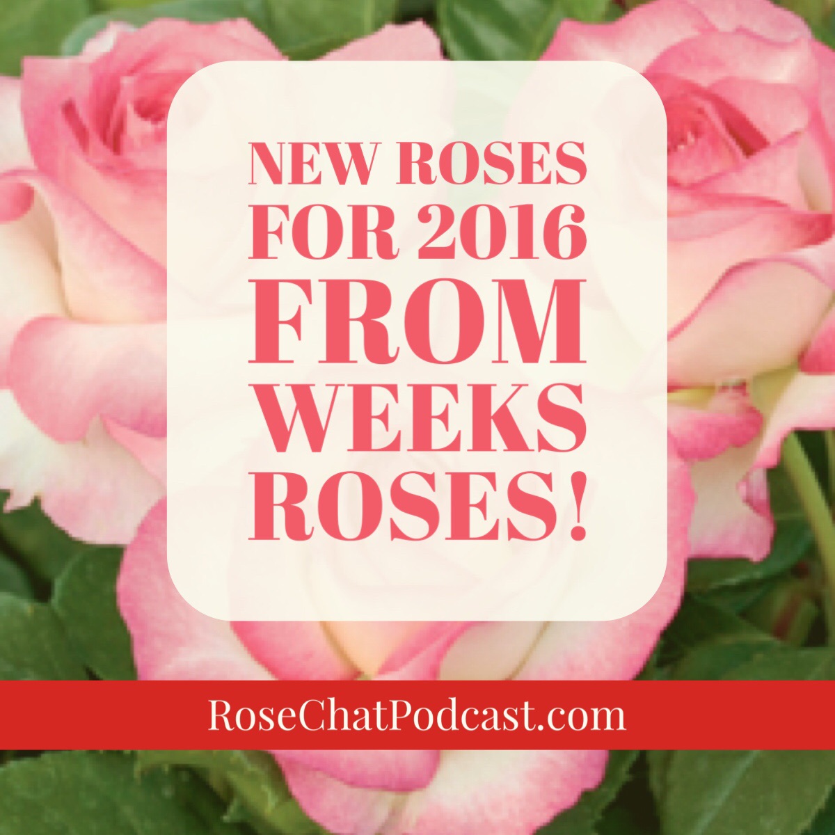 New Roses for 2016 - Weeks Roses