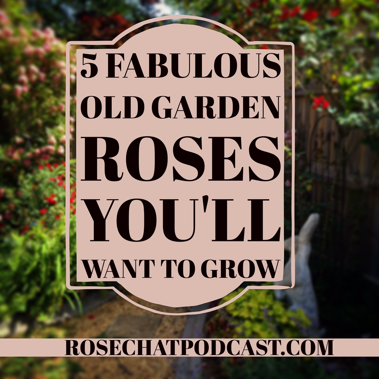 Five Fabulous Old Garden Roses | Cydney Wade | Rose Petals Nursery