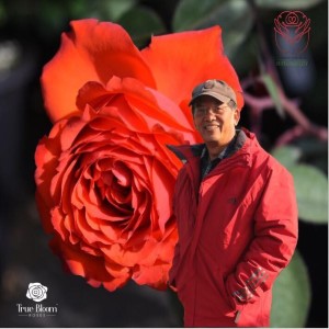 Ping Lim: A Life Dedicated to Roses