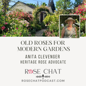 Old Roses for Modern Gardens