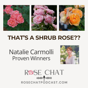 THAT’S A SHRUB ROSE??