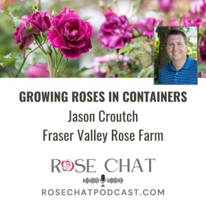 GROWING ROSES IN CONTAINERS