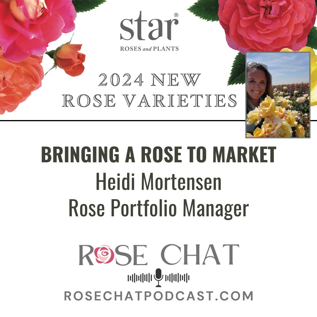 BRINGING A ROSE TO MARKET