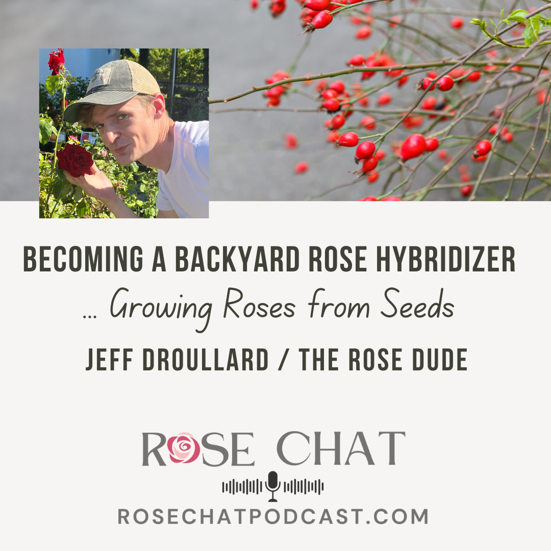 BECOMING A BACKYARD ROSE HYBRIDIZER