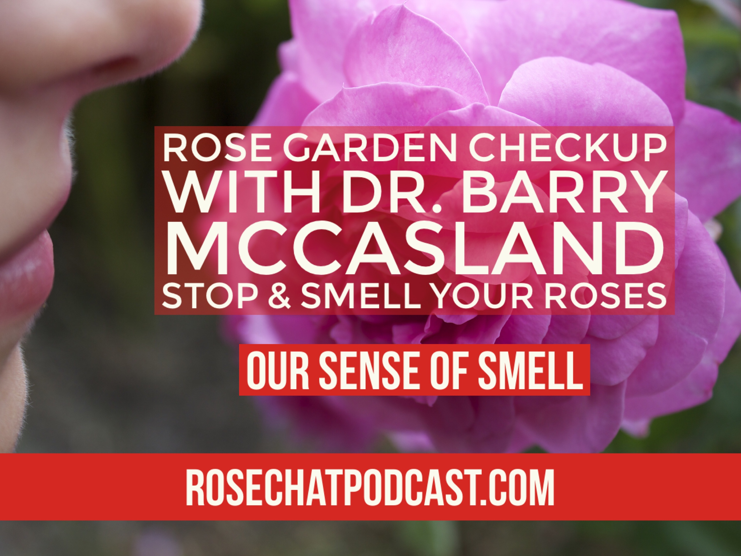Stop And Smell Your Roses - Our Sense Of Smell | Rose Garden Check Up 