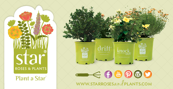 Star Roses & Plants | New Roses For 2014 | Kristen Smith
