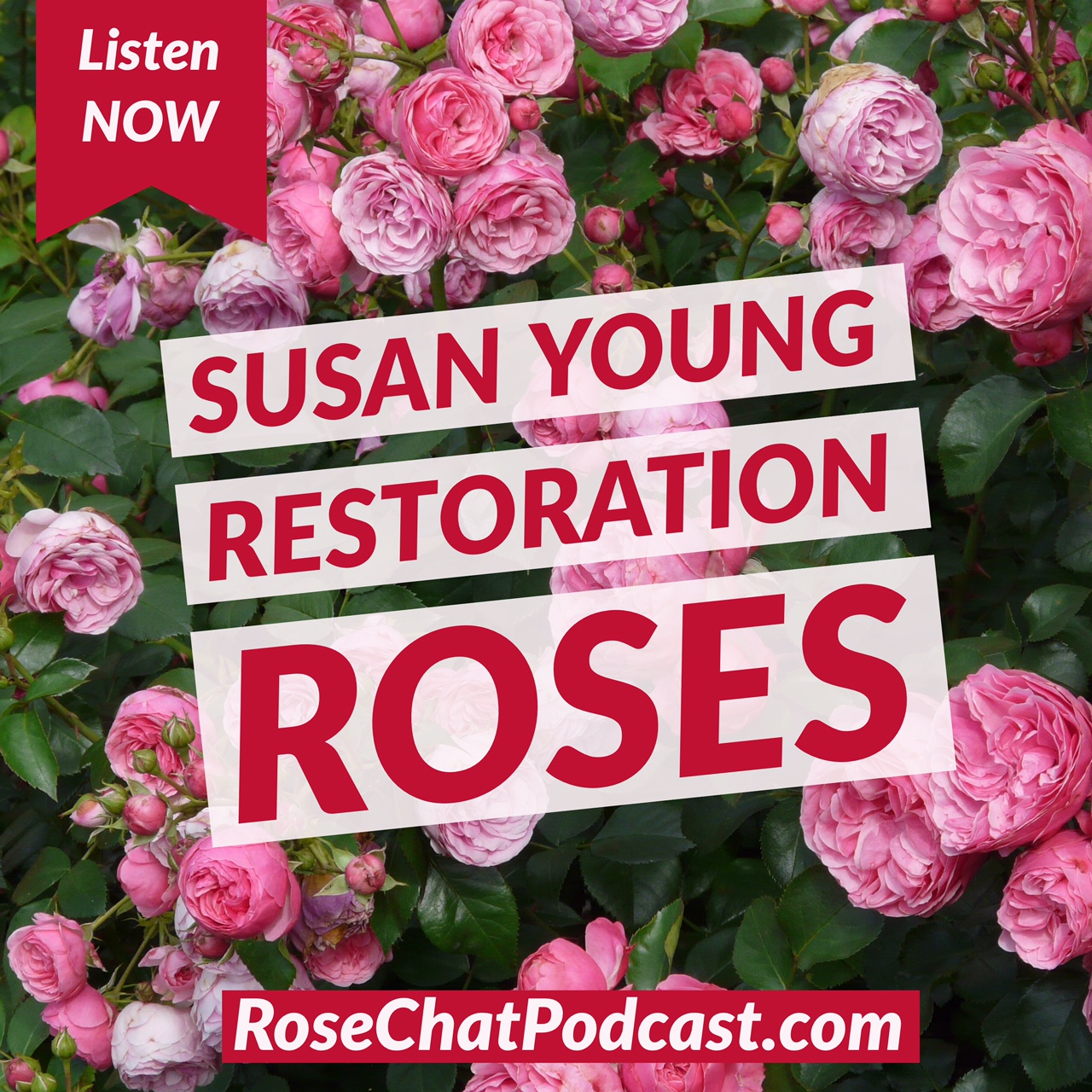 Susan Young | Restoration Roses 