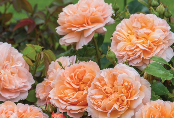 New Roses for 2015 - David Austin Roses