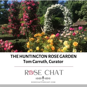 HUNTINGTON ROSE GARDEN | Tom Carruth