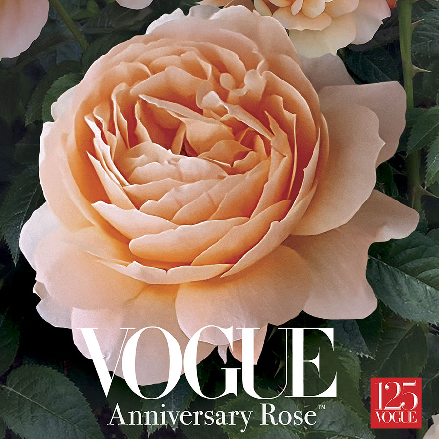 A New Rose to Celebrate the 125th Anniversary of VOGUE Magazine