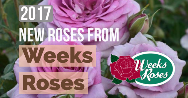 Weeks Roses | New Roses for 2017