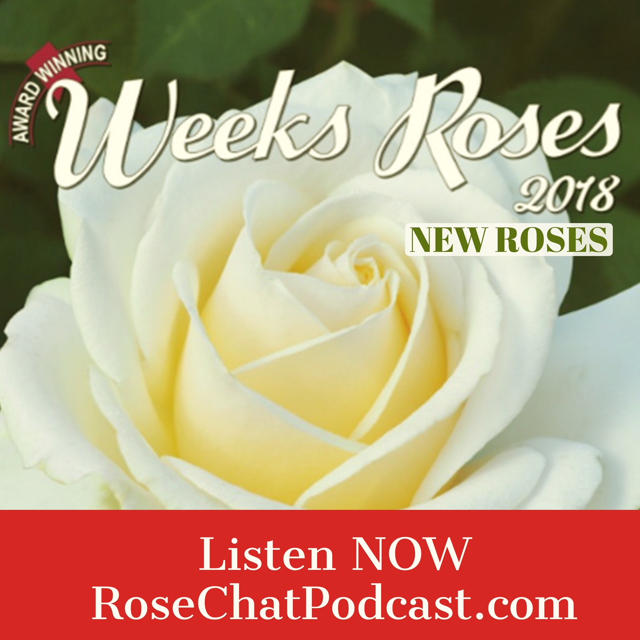 Weeks Roses | New Roses for 2018