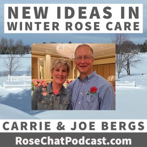 NEW IDEAS IN WINTER ROSE CARE