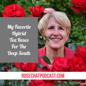 My Favorite Hybrid Tea Roses For The Deep South | Cindy Dale