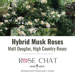 Hybrid Musk Roses - Matt Douglas